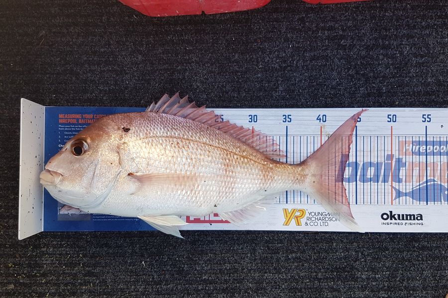 Sam Bray caught this 43.0cm Snapper at Rangito during The Hirepool Baitmates Fishing Comp