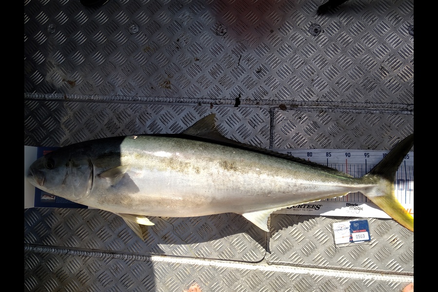 Ben Cullen caught this 102.0cm Kingfish at Little Barrier during The Hirepool Baitmates Fishing Comp