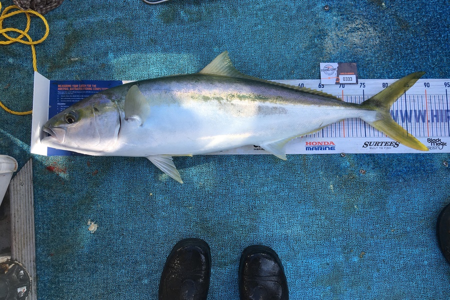 Connah Coulson caught this 81.0cm Kingfish at Wellington Harbour  during The Hirepool Baitmates Fishing Comp