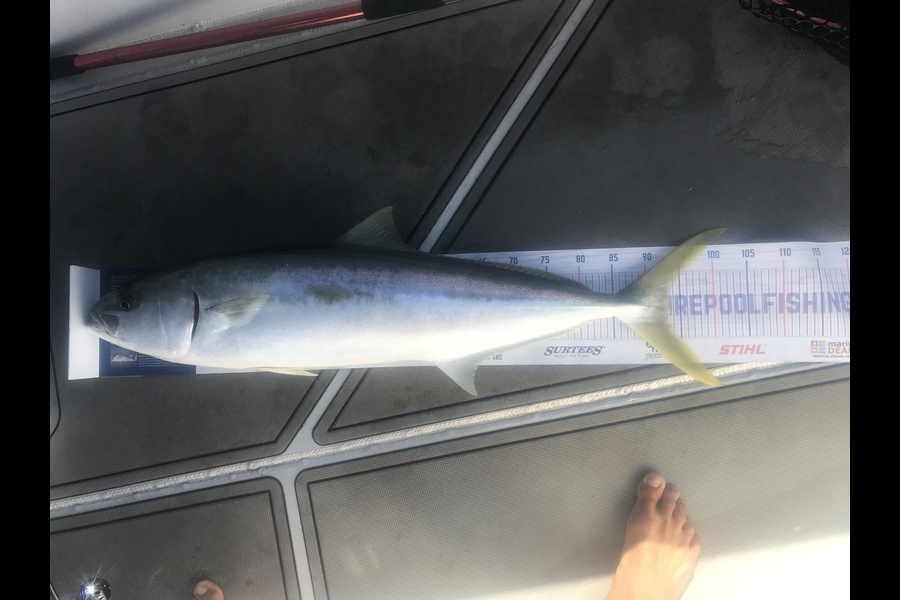 Leon Tong caught this 93.0cm Kingfish at Waiheke during The Hirepool Baitmates Fishing Comp