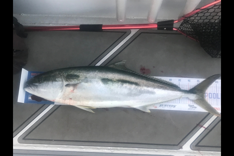 Leon Tong caught this 98.5cm Kingfish at Mokohinau Islands  during The Hirepool Baitmates Fishing Comp