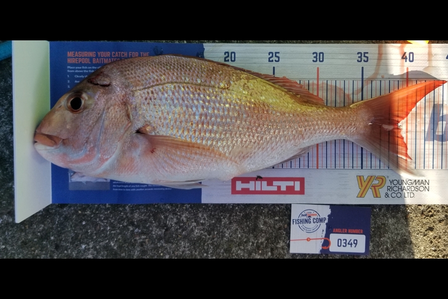 Gareth Thompson  caught this 39.0cm Snapper at Waiheke during The Hirepool Baitmates Fishing Comp