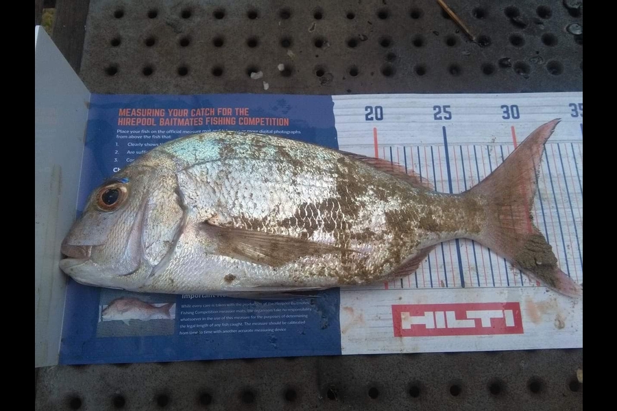 Dennis Body caught this 30.0cm Snapper at Coopers beach during The Hirepool Baitmates Fishing Comp