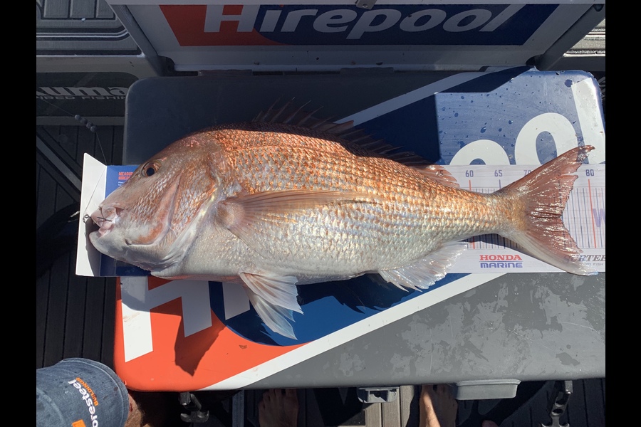 Scott Parry caught this 74.5cm Snapper at Waihau Bay during The Hirepool Baitmates Fishing Comp