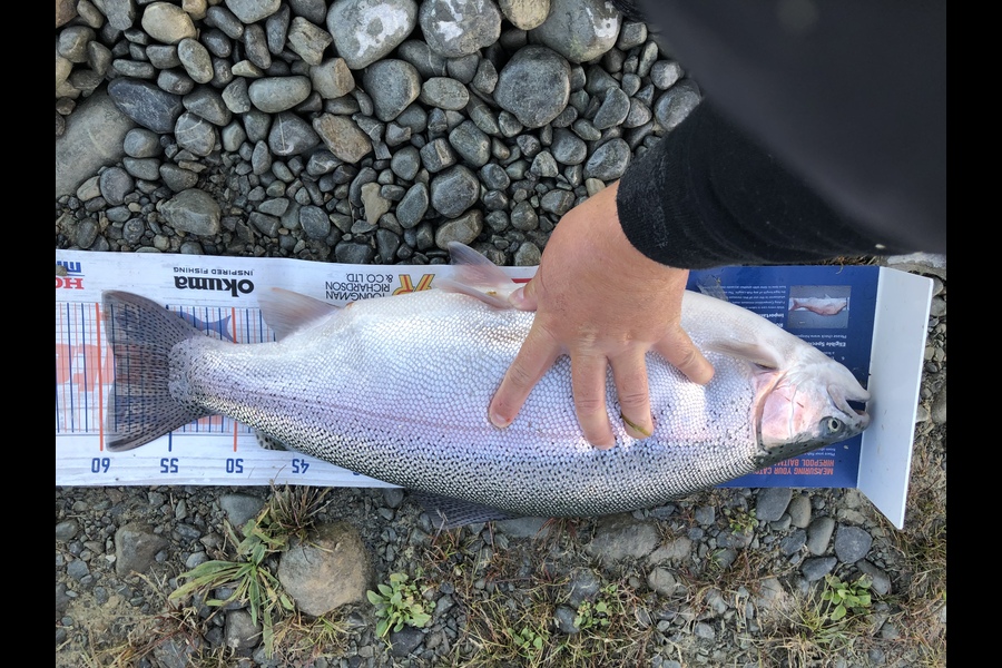 Bryce Helms caught this 58.5cm Trout at Twizel  during The Hirepool Baitmates Fishing Comp