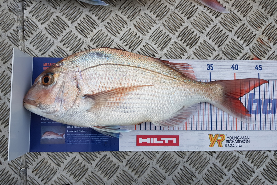Brett Rigby caught this 40.0cm Snapper at Hawkes Bay during The Hirepool Baitmates Fishing Comp