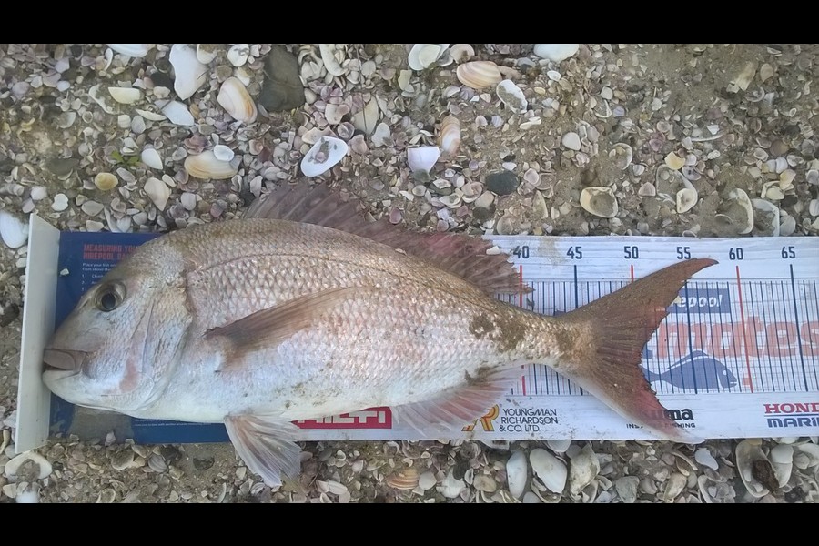 Dennis Body caught this 50cm Snapper at Matauri bay during The Hirepool Baitmates Fishing Comp