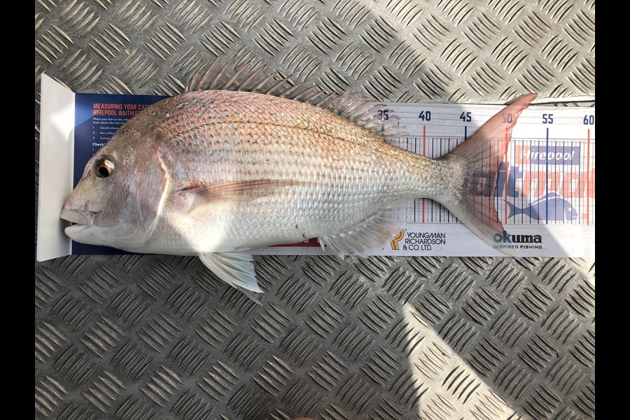 Alex  Jarvis caught this 48.5cm Snapper at Whirinaki during The Hirepool Baitmates Fishing Comp