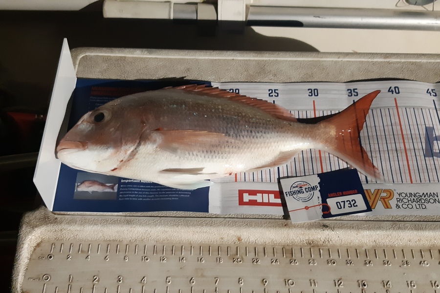 regan viall caught this 34.5cm Snapper at gulf  during The Hirepool Baitmates Fishing Comp