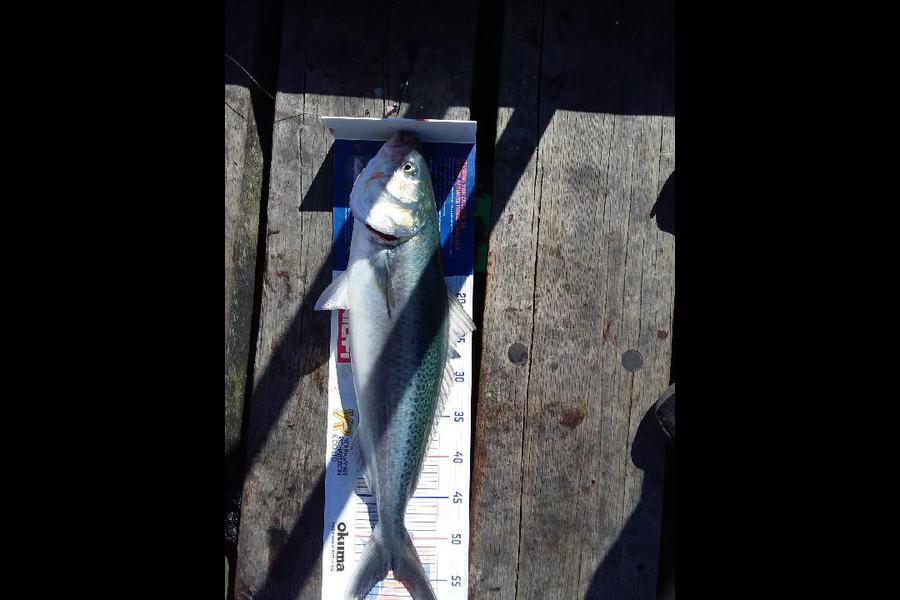 Finlay  Main caught this 54.0cm Kahawai at Wellington during The Hirepool Baitmates Fishing Comp