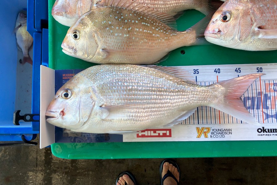 Karl Johnson caught this 45cm Snapper at Hawkes Bay  during The Hirepool Baitmates Fishing Comp