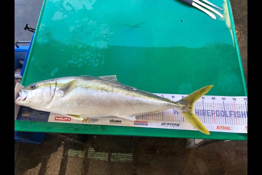 Karl Johnson caught this 90.0cm Kingfish at Hawkes Bay during The Hirepool Baitmates Fishing Comp