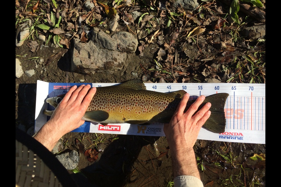 Ben Connolly caught this 62.0cm Trout at Wellington  during The Hirepool Baitmates Fishing Comp