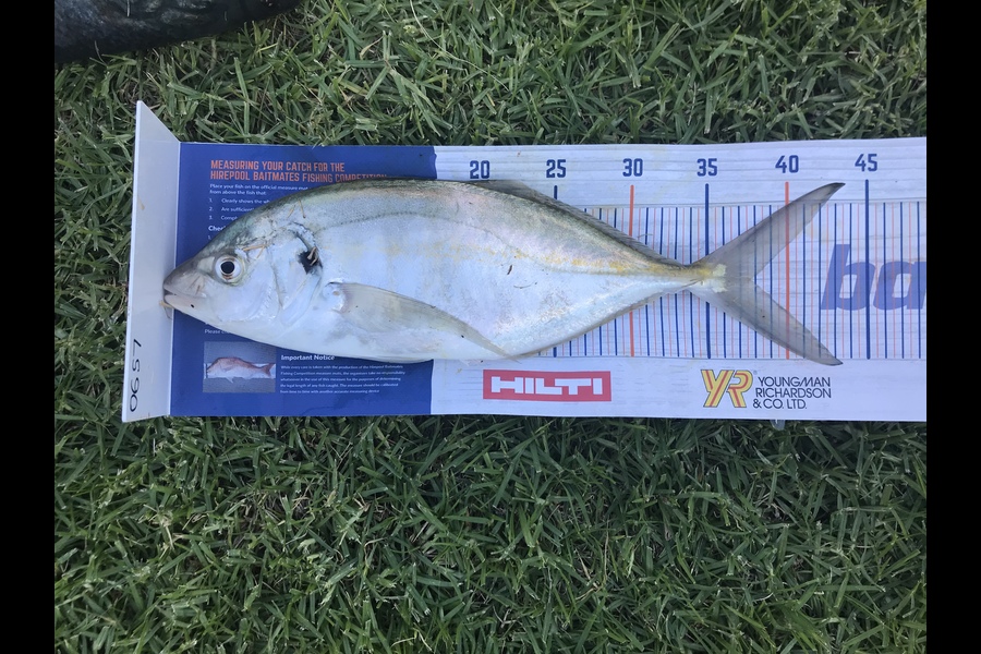 Duncan  Wills  caught this 37.5cm Trevally at Bowentown  during The Hirepool Baitmates Fishing Comp