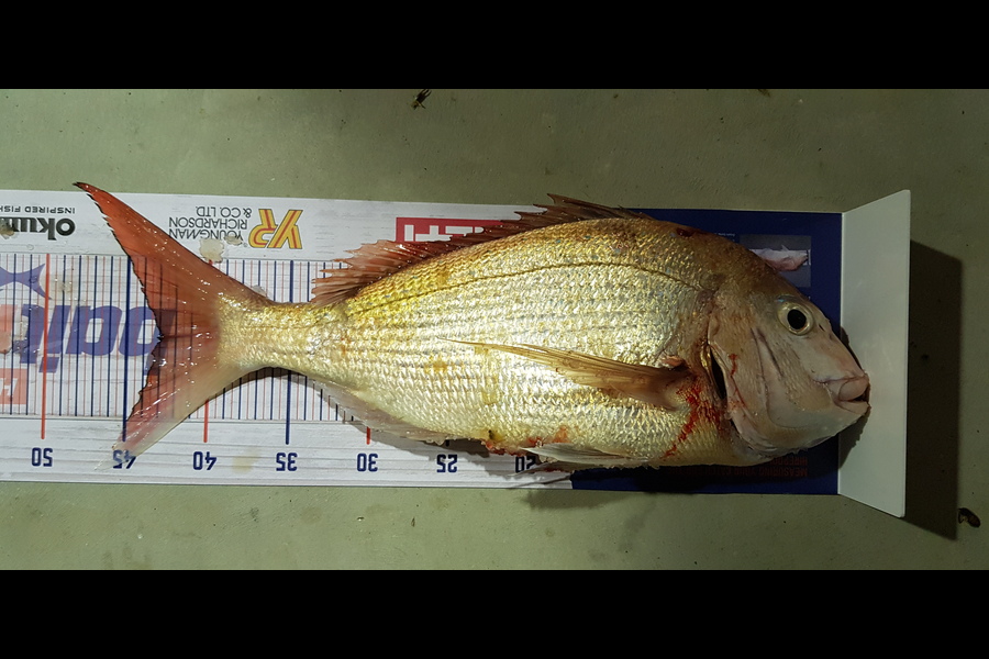Rodney Stone caught this 43.0cm Snapper at Mangawhai  during The Hirepool Baitmates Fishing Comp