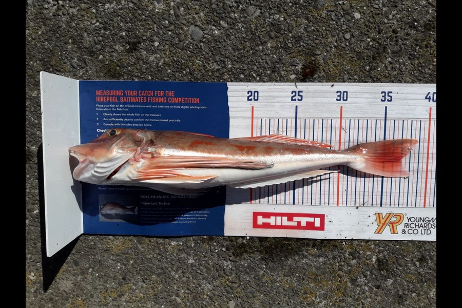 Clayton Hancock caught this 37.0cm Gurnard at BOP during The Hirepool Baitmates Fishing Comp