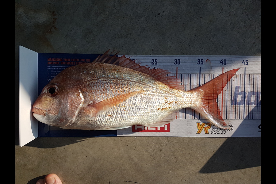 Chris  Currell  caught this 38.6cm Snapper at Waiheke during The Hirepool Baitmates Fishing Comp