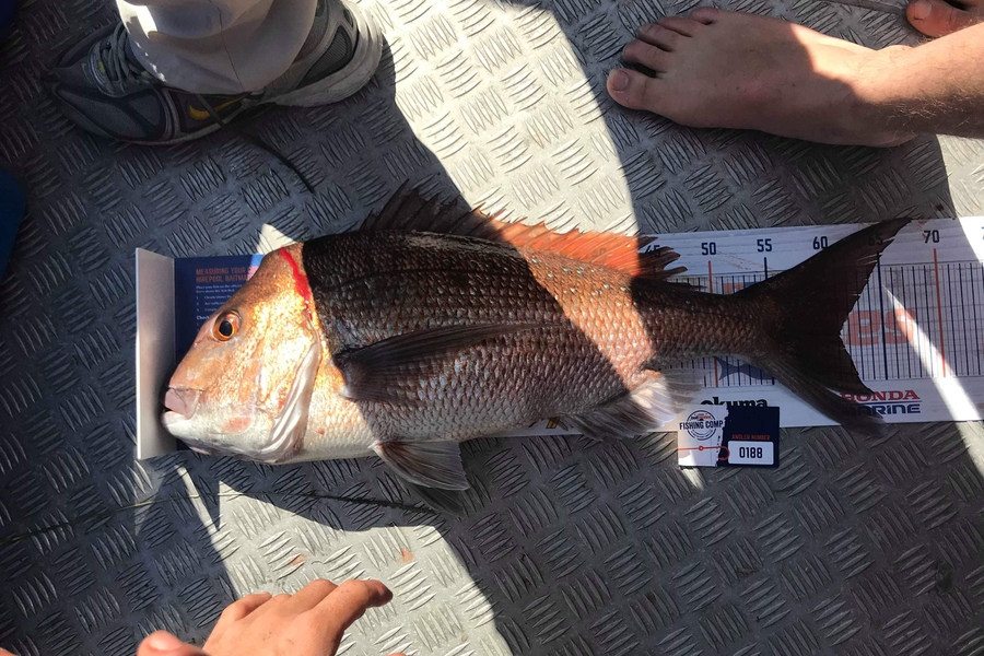 Jayden Johns caught this 60.0cm Snapper at Alderman islands during The Hirepool Baitmates Fishing Comp