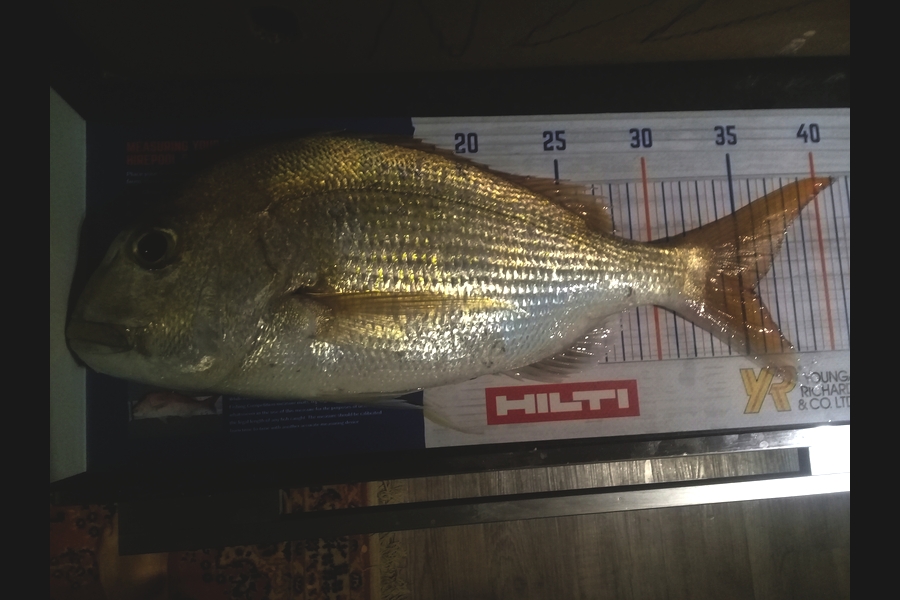 hayley  ross caught this 35.5cm Snapper at kaiaua  during The Hirepool Baitmates Fishing Comp