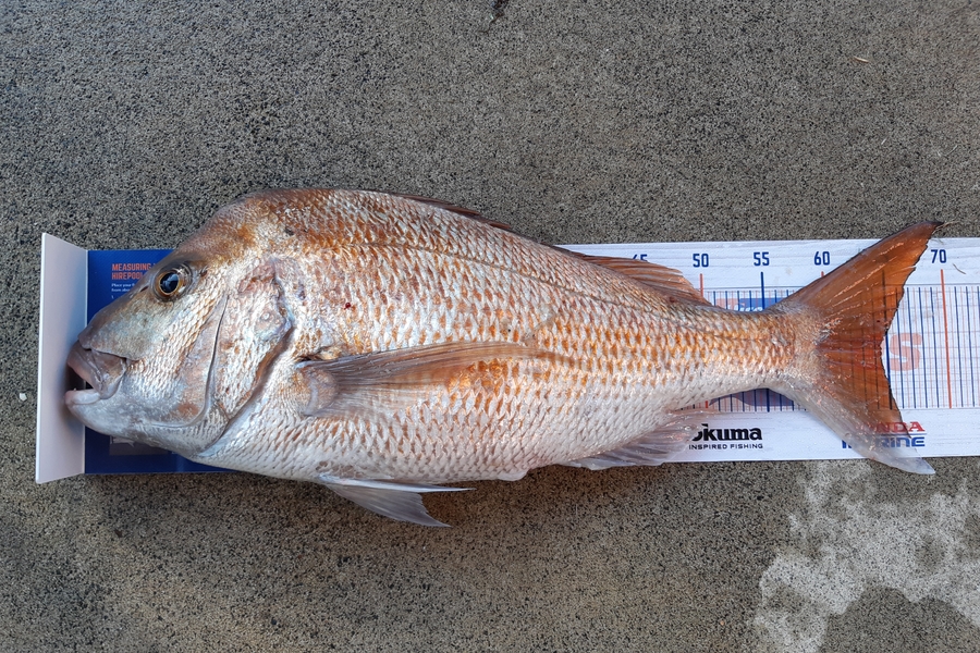 Hamish Wilson caught this 64.5cm Snapper at Hot water beach  during The Hirepool Baitmates Fishing Comp