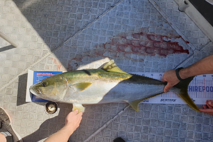 Glenn Marshall caught this 90.0cm Kingfish at Bop during The Hirepool Baitmates Fishing Comp