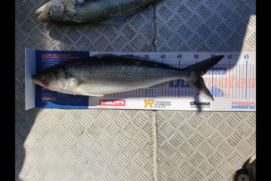 Glenn Marshall caught this 51.5cm Kahawai at Whakatane  during The Hirepool Baitmates Fishing Comp