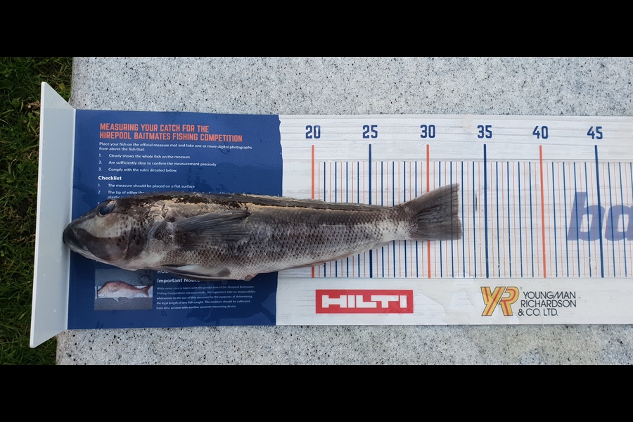 Leonie Egan caught this 32.5cm Blue Cod at Mahia  during The Hirepool Baitmates Fishing Comp