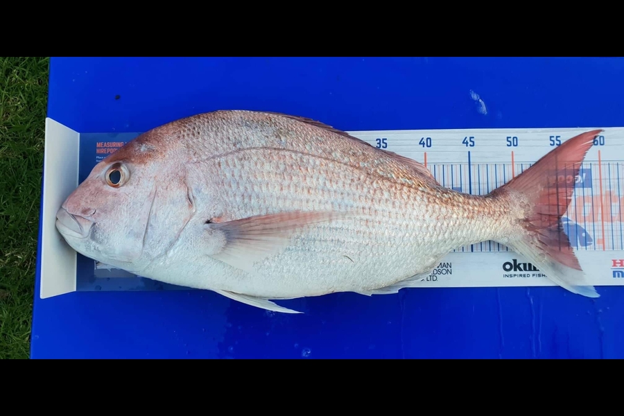 Aaron  Egan  caught this 55.0cm Snapper at Mahia  during The Hirepool Baitmates Fishing Comp