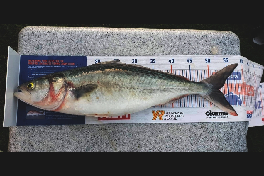 Aaron  Egan  caught this 52.5cm Kahawai at Mahia  during The Hirepool Baitmates Fishing Comp