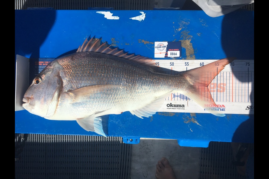 Todd Warmington  caught this 62.0cm Snapper at Kaipara  during The Hirepool Baitmates Fishing Comp