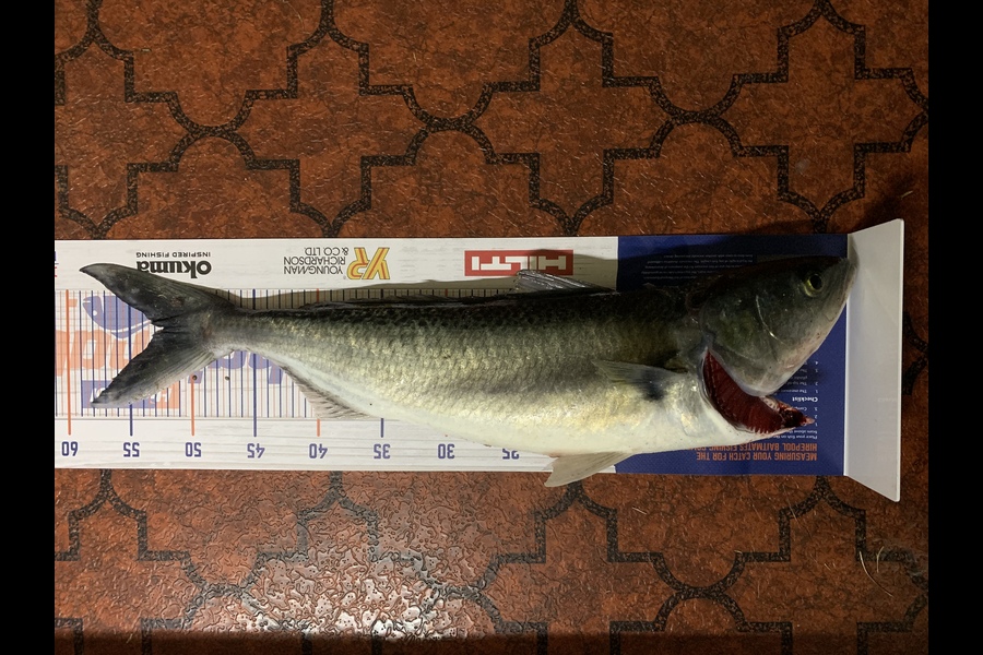 Clint Mills caught this 52.0cm Kahawai at Maketu  during The Hirepool Baitmates Fishing Comp