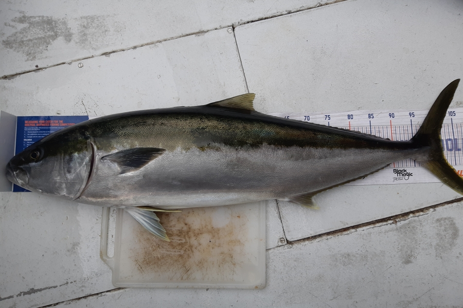 Hamish Wilson caught this 102.0cm Kingfish at Alderman Islands during The Hirepool Baitmates Fishing Comp