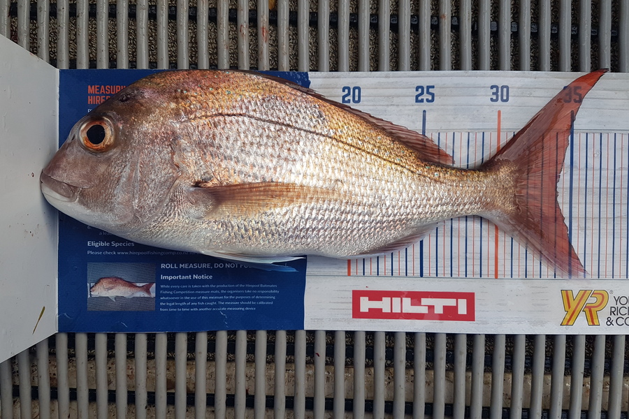 Gary Williamson caught this 34.0cm Snapper at Whangamata during The Hirepool Baitmates Fishing Comp