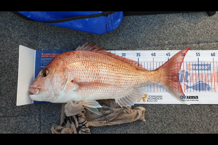 Riaan Hunt caught this 48.0cm Snapper at port jackson during The Hirepool Baitmates Fishing Comp