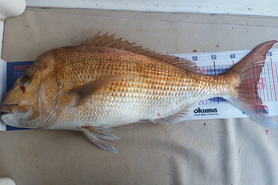 Rob  Raw caught this 65.5cm Snapper at Coromandel Harbour during The Hirepool Baitmates Fishing Comp