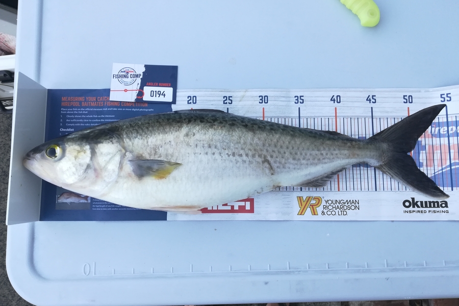 Mark Devantier  caught this 49.5cm Kahawai at Raglan  during The Hirepool Baitmates Fishing Comp
