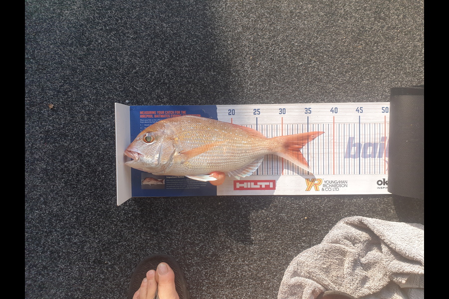 Chris Matthews caught this 33cm Snapper at waitamata during The Hirepool Baitmates Fishing Comp