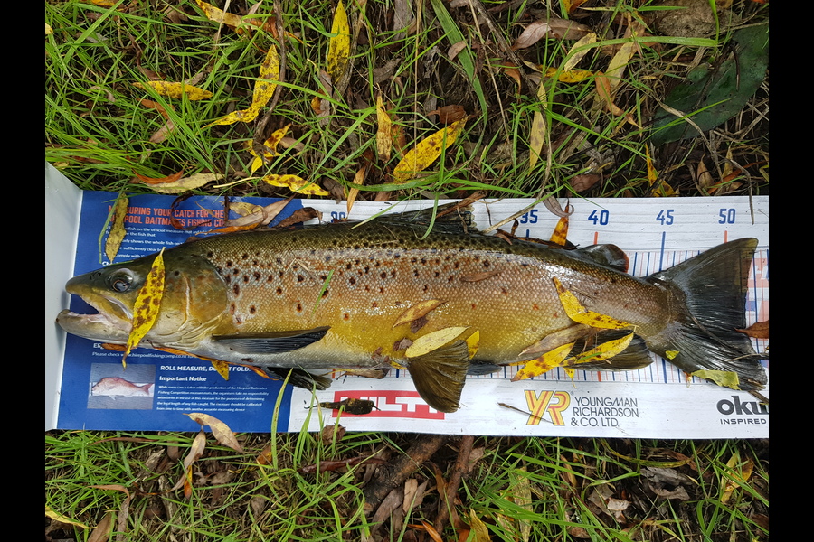 Brett Rigby caught this 51.0cm Trout at Whanganui River during The Hirepool Baitmates Fishing Comp