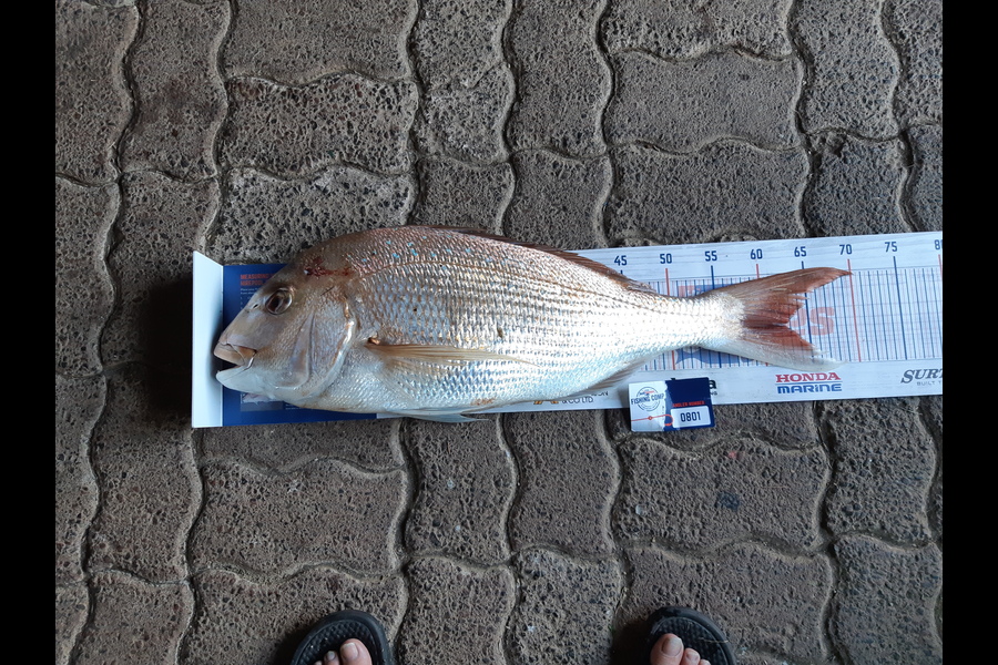 Sue Crake  caught this 62cm Snapper at Kawhia during The Hirepool Baitmates Fishing Comp