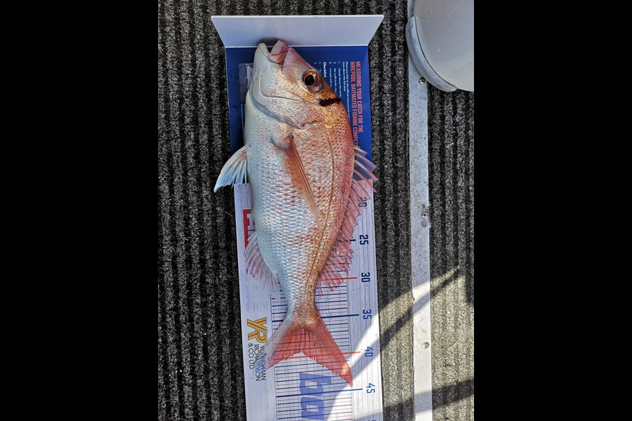 Cathy Pearton caught this 39cm Snapper at Hauraki Gulf during The Hirepool Baitmates Fishing Comp