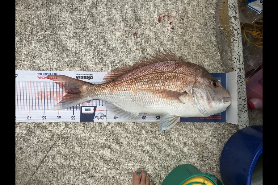 Doug Cowan caught this 56.5cm Snapper at Coromandel  during The Hirepool Baitmates Fishing Comp