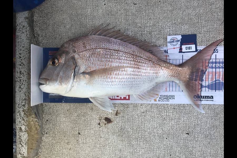Doug Cowan caught this 51cm Snapper at Coromandel  during The Hirepool Baitmates Fishing Comp
