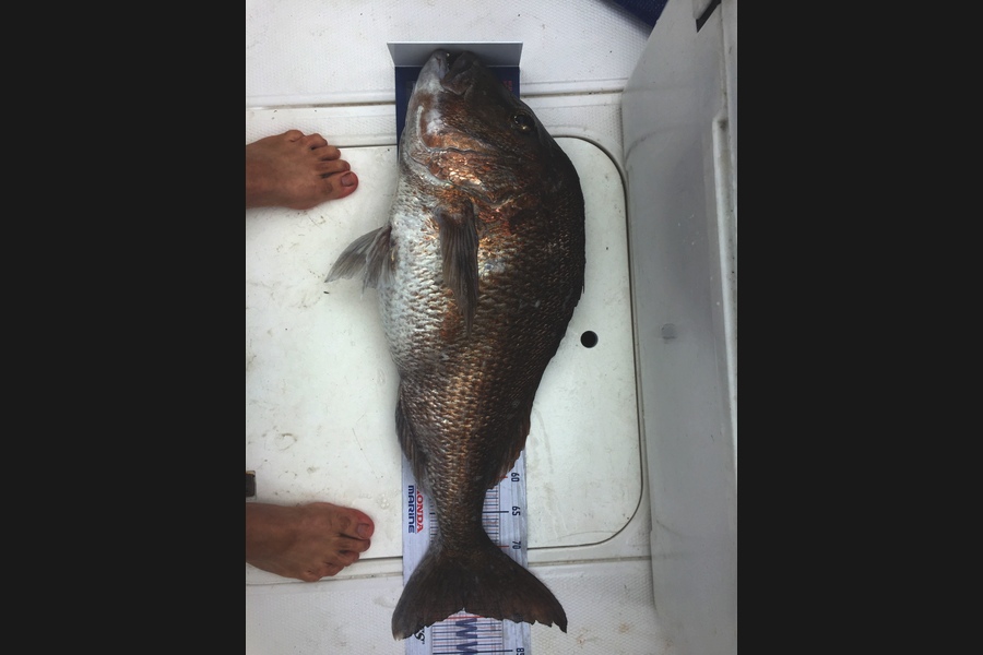 Grant Davis caught this 78.5cm Snapper at Whangarei  during The Hirepool Baitmates Fishing Comp