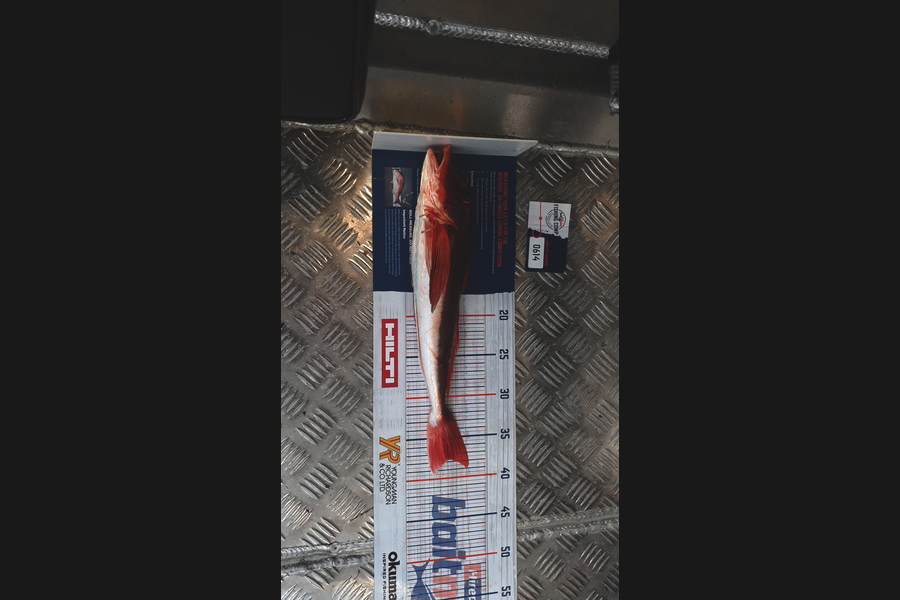 Ricky  Blanken caught this 37.5cm Gurnard at Manukau harbour  during The Hirepool Baitmates Fishing Comp