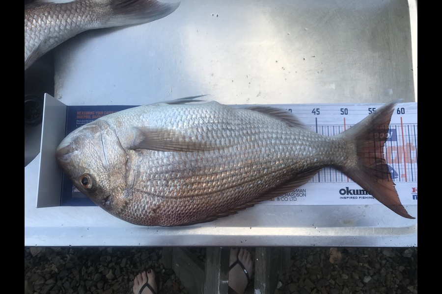 Jordan Dench caught this 56.5cm Snapper at Waiheke during The Hirepool Baitmates Fishing Comp