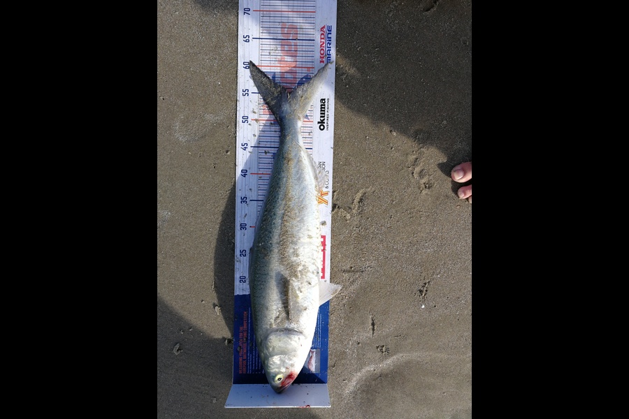 Jason Copedo caught this 55.0cm Kahawai at Ruakaka during The Hirepool Baitmates Fishing Comp