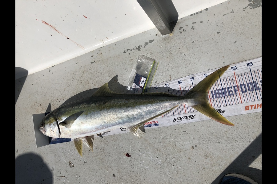 Austin  Miimetua Harry caught this 89.0cm Kingfish at Waieke  during The Hirepool Baitmates Fishing Comp