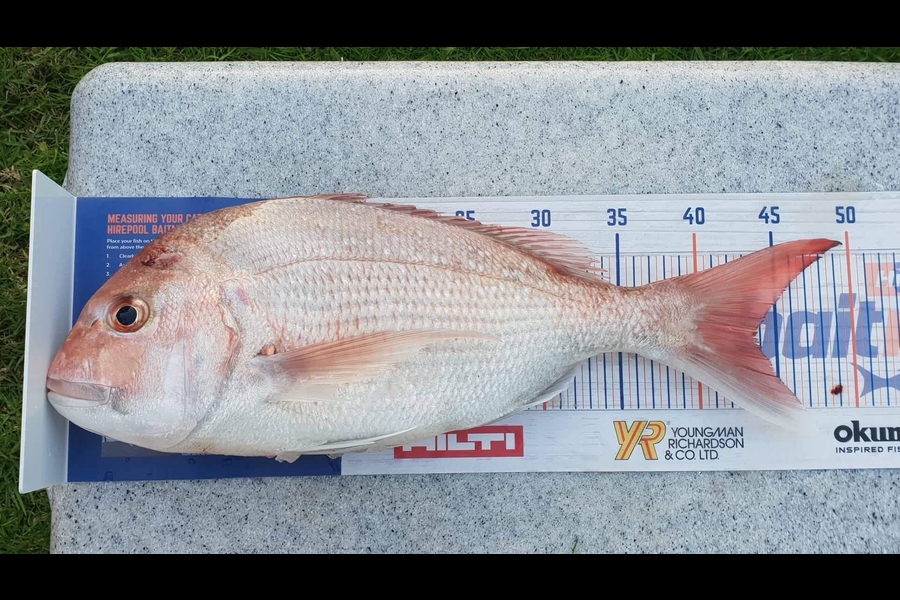 Aaron  Egan  caught this 43.5cm Snapper at Mahia during The Hirepool Baitmates Fishing Comp