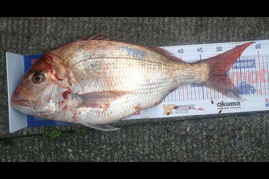 Leigh Page caught this 51.5cm Snapper at Wellington south coast during The Hirepool Baitmates Fishing Comp