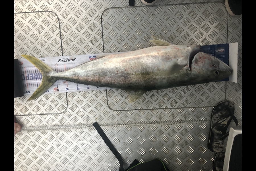 Clinton Barnes caught this 91.0cm Kingfish at Kawau during The Hirepool Baitmates Fishing Comp